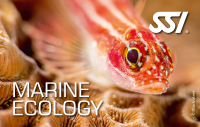 SSI MARINE ECOLOGY - Onlinekurs