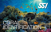 SSI CORAL IDENTIFICATION - digital Kit - Onlinekurs