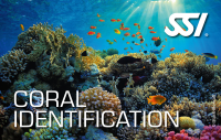 SSI CORAL IDENTIFICATION - Onlinekurs