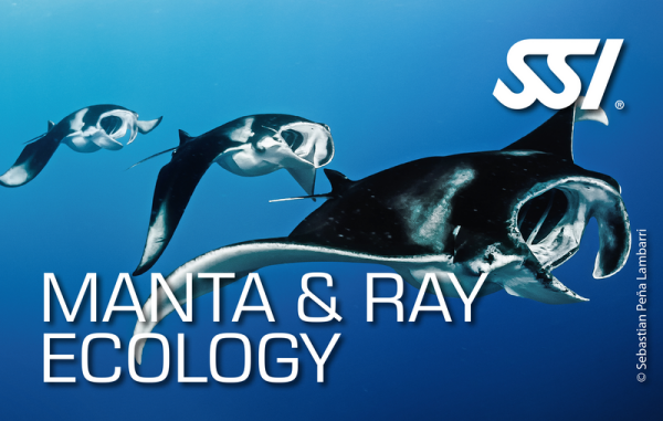 SSI MANTA & RAY ECOLOGY - digital Kit - Onlinekurs