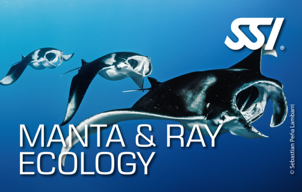 SSI MANTA & RAY ECOLOGY - Onlinekurs