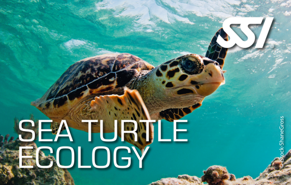 SSI SEA TURTLE ECOLOGY - Onlinekurs