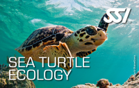SSI SEA TURTLE ECOLOGY - digital Kit - Onlinekurs