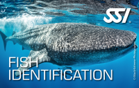 SSI FISH IDENTIFICATION - digital Kit - Onlinekurs