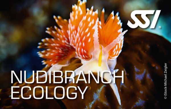 SSI NUDIBRANCH ECOLOGY - digital Kit - Onlinekurs