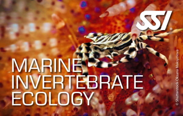SSI MARINE INVERTEBRATE ECOLOGY - digital Kit - Onlinekurs