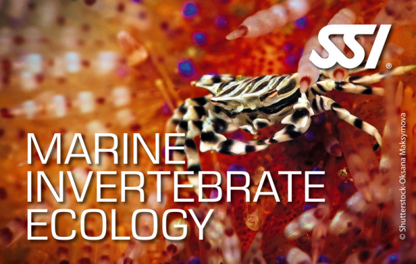 SSI MARINE INVERTEBRATE ECOLOGY - Onlinekurs